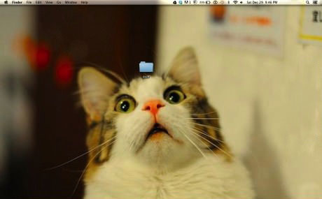cat, folder, desktop