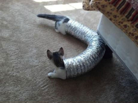 cat, long, tube