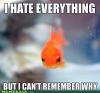 meme, fish, sad, grumpy