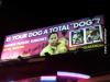 dog, billboard, fail, plastic surgery