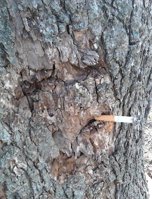 tree, hacked irl, face