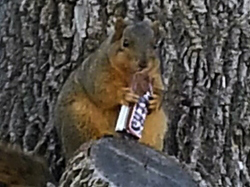 food, squirrel, animal, snickers, chocolate