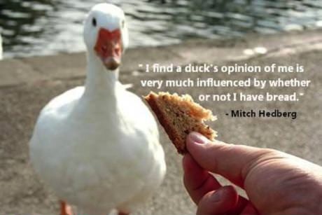 I find a duck's opinion of me is very much influenced by whether or not I have bread, mitch hedberg