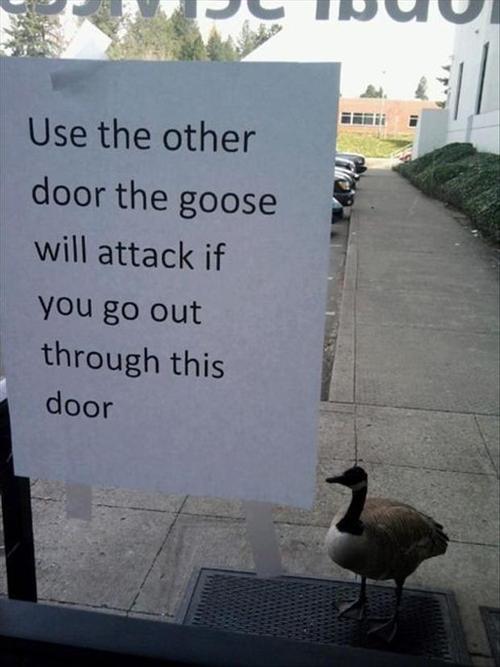 use the other door the goose will attack if you go out through this door