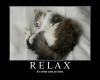 motivation, cat, relax,