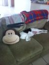 dog, monkey, pillow, face, perspective