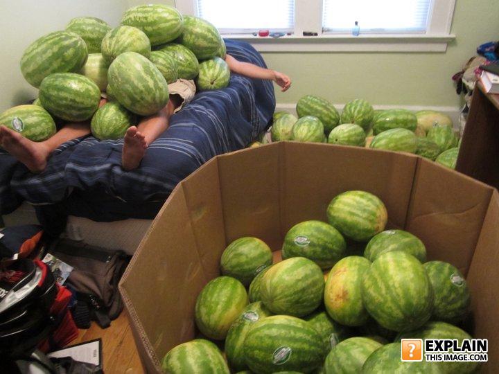watermelons, wtf, bed