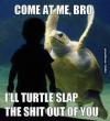 turtle, come at me bro, tortoise, slap, lol