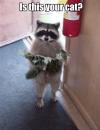 is this your cat, raccoon, meme, wtf