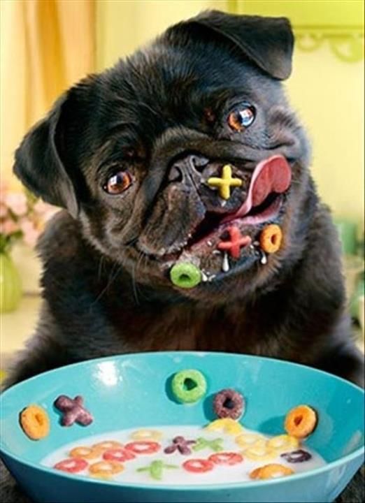 dog, hugs, kisses, cereal