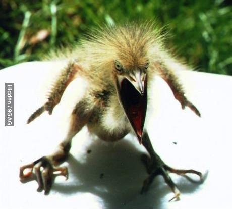 real angry bird, wtf