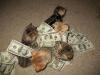 pussy, kitten, cash, money