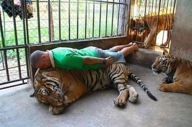 planking, tiger, wtf