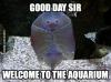 good dat sir, welcome to the acquarium