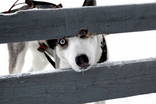 dog, fence, hole, lol