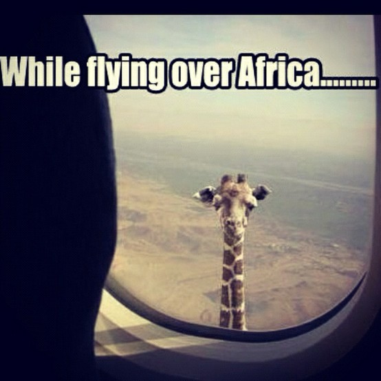 africa, giraffe, plane window, photoshop or not