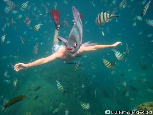 perspective, timing, lol, fish, under water photo, fishman