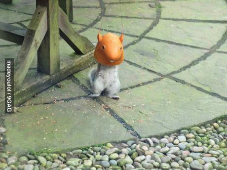 squirrel wearing a squirrel mask, wtf