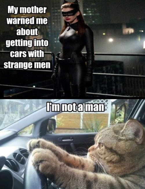woman, cat, catwoman, batman, meme