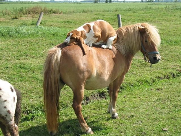 big dog sleeping on pony, wtf