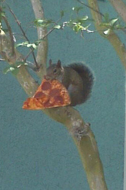 food, squirrel, animal, pizza