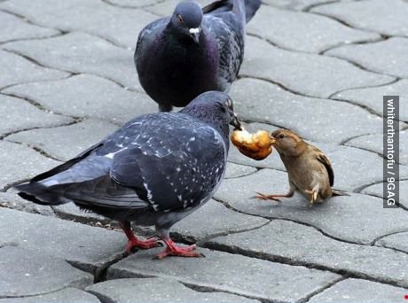 bird, angry, food, fight