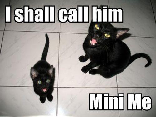 cat, meme, mini me