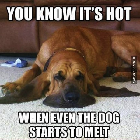 dog, melt, hot, meme