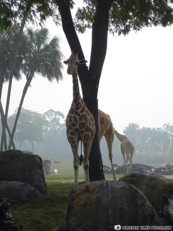 perspective, optical illusion, giraffe