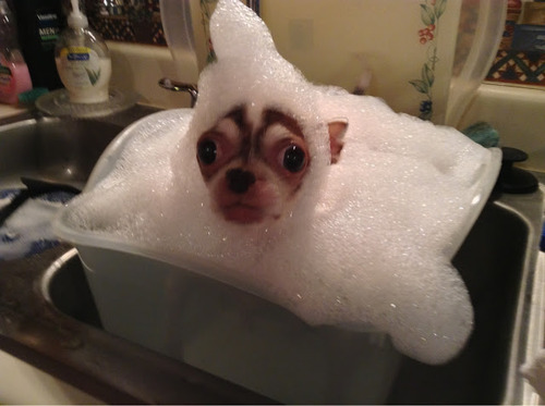 dog taking a bubble bath, puppy