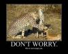 don't worry, leopard, antelope