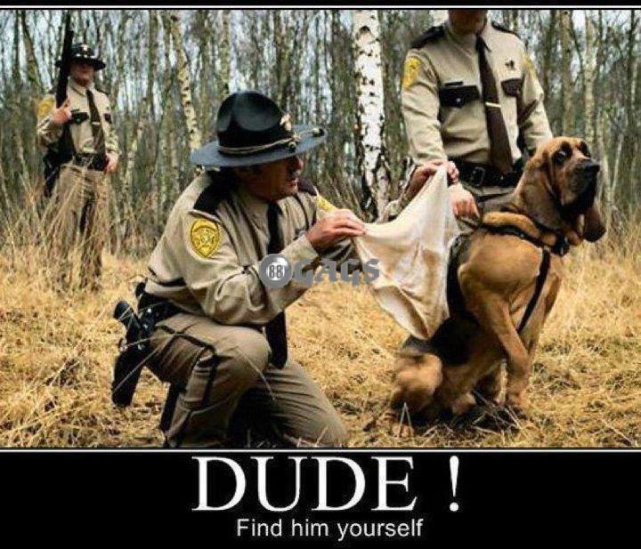 dog, motivation, sniff, hound, cops