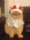 cat, beard, hat, christmas, santa