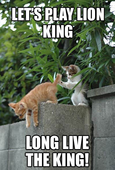 lion king, cat, meme