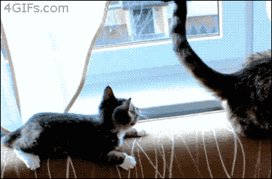 kitten, tail, playing, intimidation