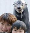 sea otter, evil look, wtf, photobomb