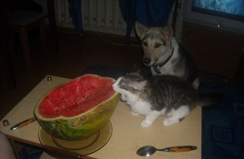 cat, dog, watermelon, on nom