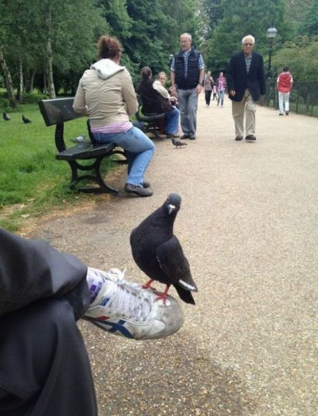 pigeon, fearless