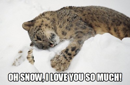 meme, snow, love, leopard