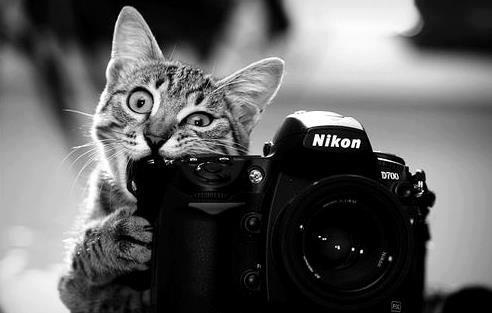 cat biting the shutter button on nikon camera