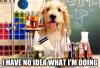 I have no idea what I'm doing, dog, meme, scientists
