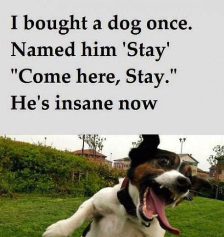 I bought a dog once, names him stay, come here stay, he's insane now