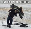i said no more pictures, eagle attacking photographer, meme
