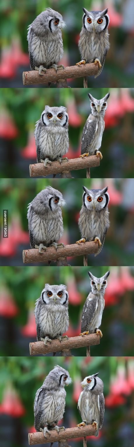 owl, long, stop it