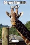 oh you like this post?, mine, giraffe, meme