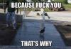 because fuck you that's why, duck walking through wet cement