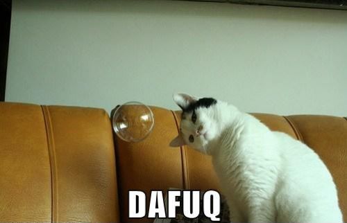 cat, bubble, dafuq