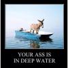 motivation, ass, deep water, boat, donkey