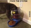 cat, food