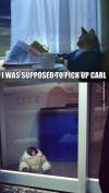 I was supposed to pick up carl, cat, ikea monkey, meme